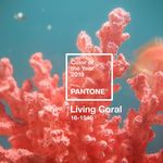 pantone-color-of-the-year-2019-living-coral.jpg