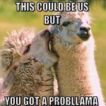 This-Hilarious-Llama-Meme0180745571499344777.jpg