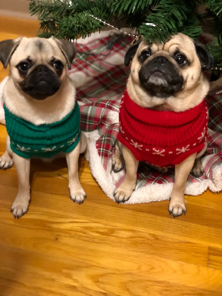 I meant to share this earlier. The boys in their Christmas sweaters.