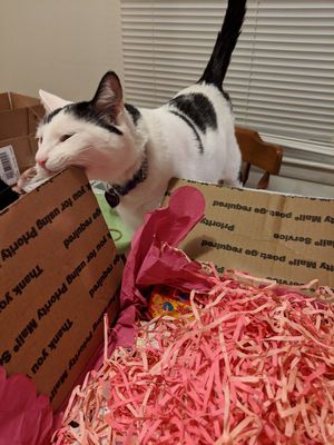 Sally enjoying the unboxing