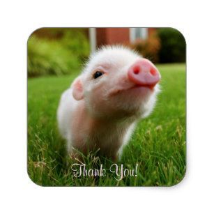 personalized_baby_pink_pig_square_sticker-r397a084f66db47b49cd9d93de9af5187_v9wf3_8byvr_307