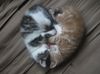 cuddling-cat-heart.jpg