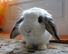 cute bunny 002.jpg