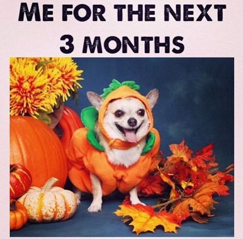 19659487-2cad-417b-b8c7-98d76cc41557-pumpkin-spice-meme-fall-funny.jpg