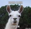 drama llama.jpg