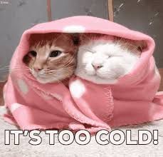 its too cold.jpg