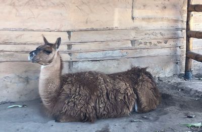 Sleepy llama at the equator
