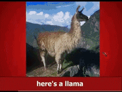 Happy Llama Day, y'all!!!