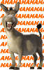 laughing donkey.gif