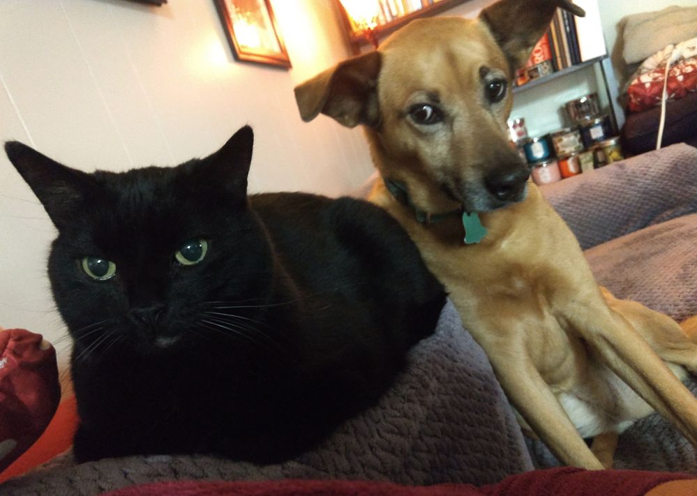 Margo frequently gives the cat side eye; she's very suspicious of him, and rightfully so :p