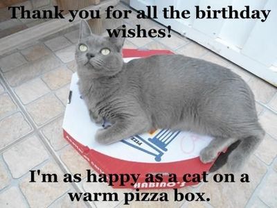 thank-you-for-all-the-birthday-wishes-im-as-happy-as-a-cat-on-a-warm-pizza-box.jpeg