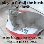 thank-you-for-all-the-birthday-wishes-im-as-happy-as-a-cat-on-a-warm-pizza-box.jpeg