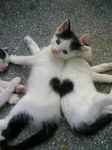 heart kitties.jpg
