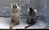 notworthy raccoons.jpg