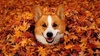 autumn dog.jpg