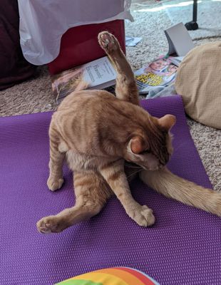 Helping me with yoga