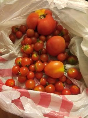 tomatoes.jpg