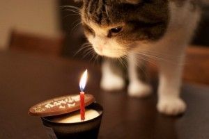 happy birthday kitty.jpg