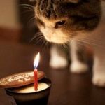 happy birthday kitty.jpg