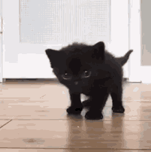 kitten-cat.gif