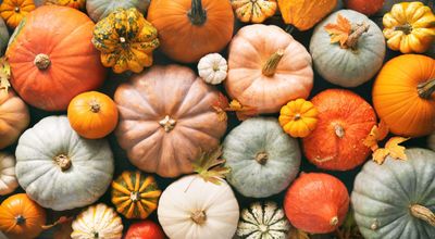 different-pumpkin-colors.jpg