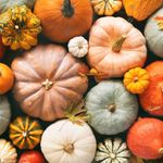 different-pumpkin-colors.jpg