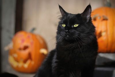 black-cat-pumpkins-bays-blog-m146689.jpg