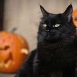 black-cat-pumpkins-bays-blog-m146689.jpg