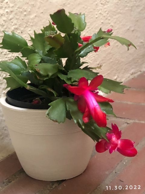 Christmas cactus 11.30.2022.jpg