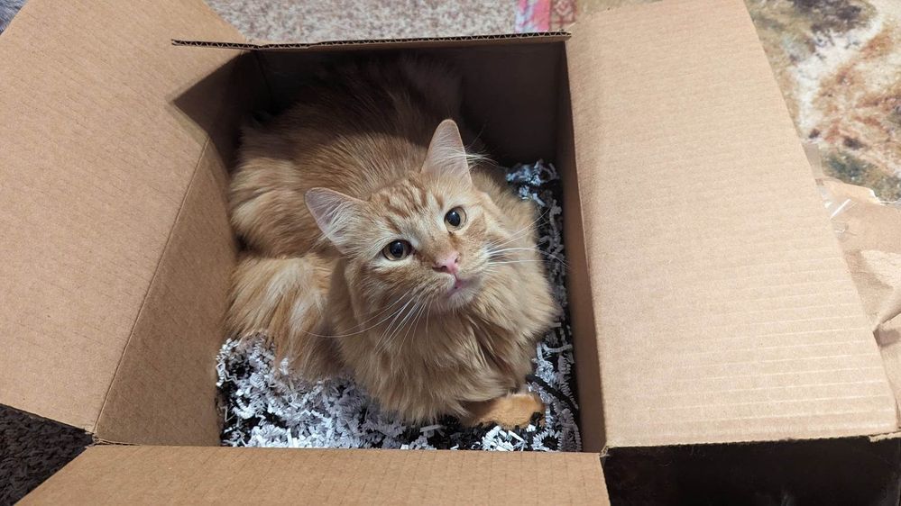 summer gratis fred.jpg