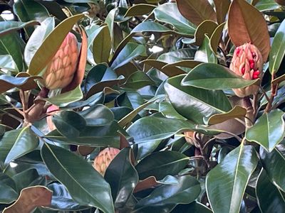 This is a magnolia tree, but I have no idea why the cones have these red things sticking out of them- does anyone know what they are?