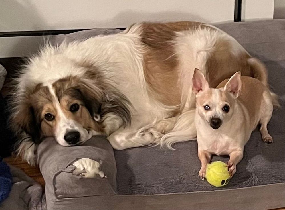 Here are my two furbabies: Audie (left) and Cookie (right), both rescues. And, yes, Audie thought it would be a good idea to taste her bed. Audie's a 2-year-old Great Pyrenees-Australian Cattle Dog-Collie-German Shepherd mix, and Cookie's an 8-year-old (I think) Chihuahua-Pekingese mix. I call them the Girly Girls and they are the loves of my life.