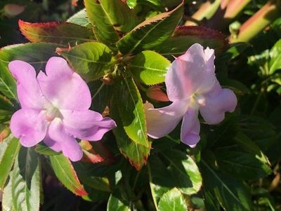 makeup looks - inspiration 2.jpg