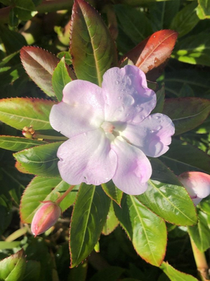 makeup looks - inspiration.png