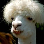 Funny-Llama-01.jpg