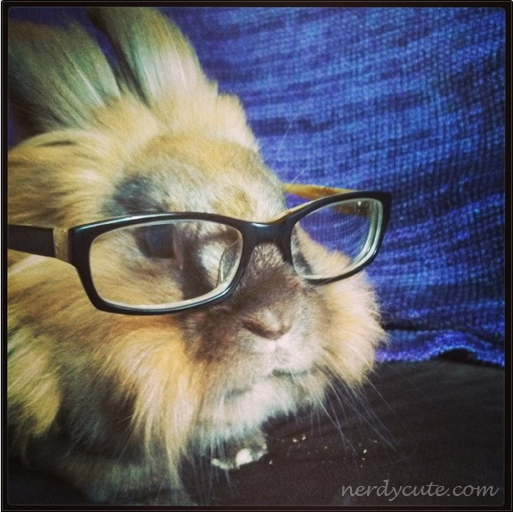 nerdy-bunny.png