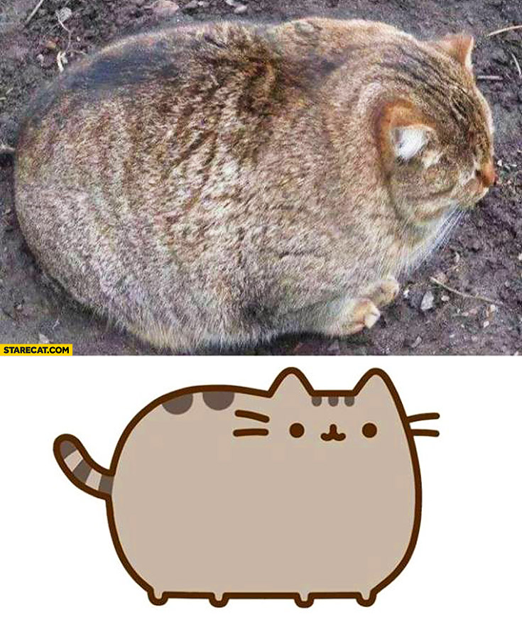 pusheen-is-real.jpg