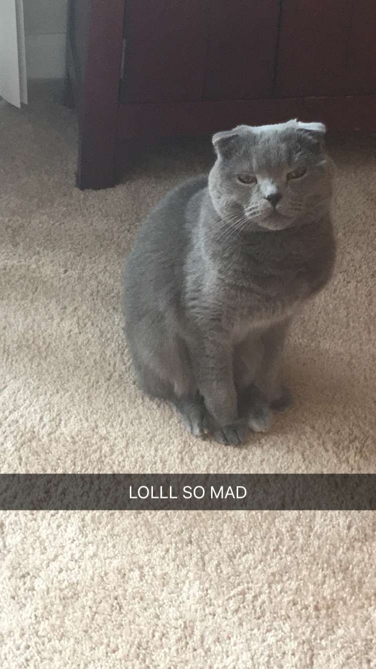 angrycat.jpg