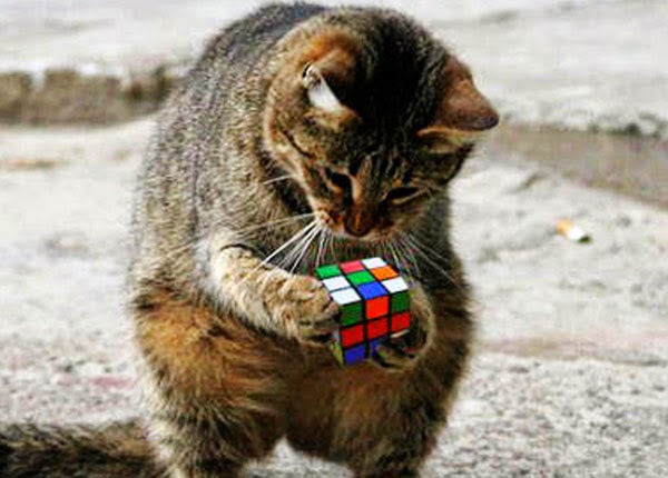 Cat-With-Rubiks-Cube.jpg