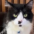 Tuxedocatt