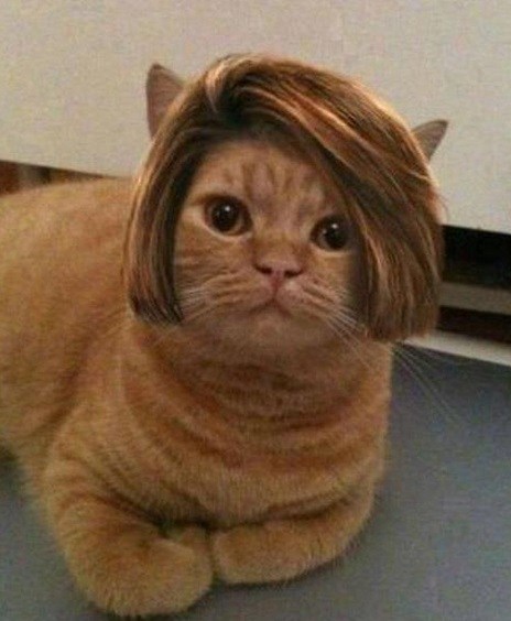 the-world_s-top-10-best-images-of-cats-wearing-wigs-3.jpg