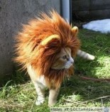 lion-cat.jpg