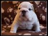 BulldogPuppiesPictures1[1].jpg