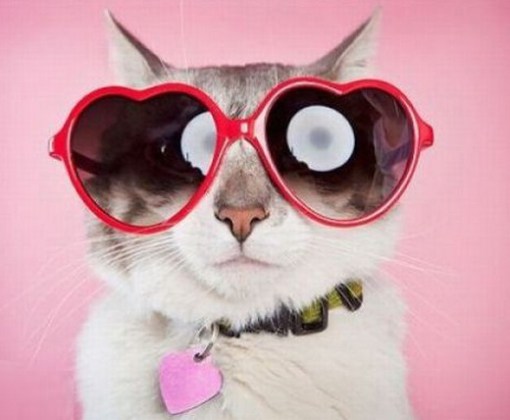 Top-10-Cats-Wearing-Heart-Shaped-Glasses-1.jpg