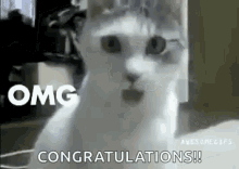 congratulations-cat-gif.gif