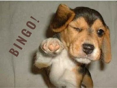 Bingo dog.jpg