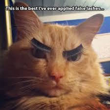 cat false lashes.jpg