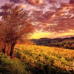 tuscany-sunset-vineyard-san-gimignano-chase-lindberg.jpg