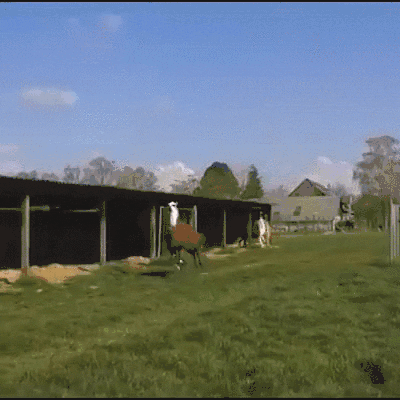 1000010256.gif
