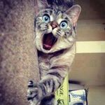 Surprised-cat-funny.jpg